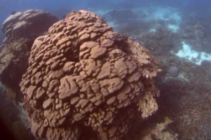 珊瑚礁NFT:我们为保护珊瑚礁而来